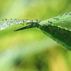 描写春雨的诗句大全 关于春雨的古诗诗句