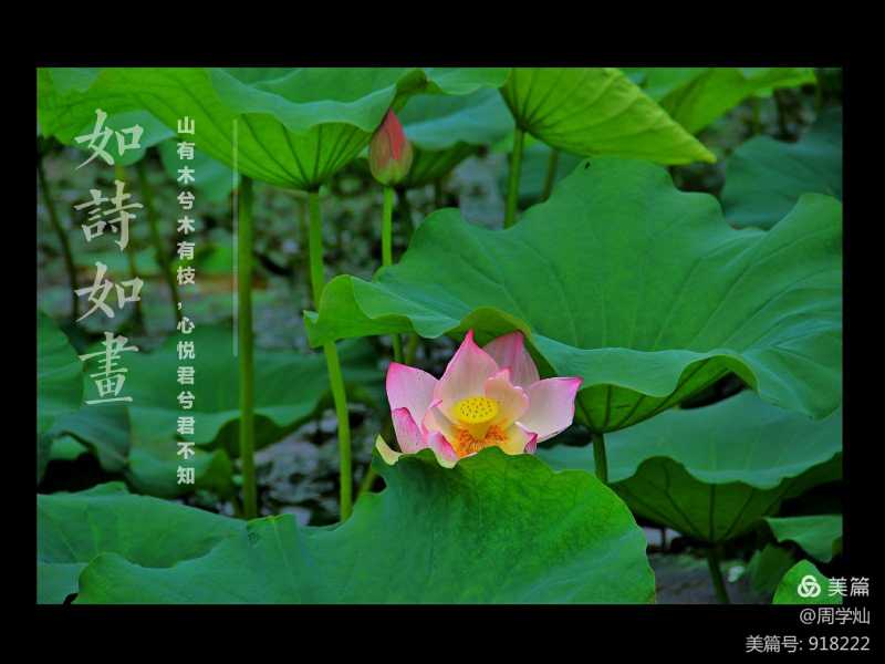 有关叶的诗词歌赋白居易_白居易重阳席上赋白菊_白居易 重阳席上赋白菊