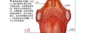 看舌头的句子,五官中的舌头 写一段话？