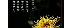 赞菊短句,赞美菊花的句子唯美短句？