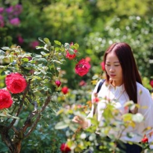 行容花开得漂亮的句子,形容花漂亮的句子？