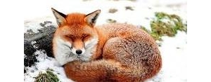 有关狐狸的句子,关于“狐狸”的唯美的句子有哪些？