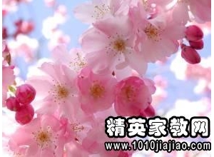 花的优美句子精选,形容花漂亮的句子？