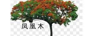 有关花草的比喻句子,描写花草树木的比喻、拟人、排比句各一句？ ...