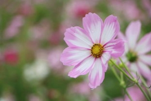 菊花的远看近看的句子,一朵朵菊花远看像近看又像？