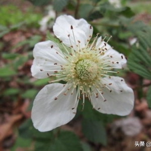 形容小草到了春天长出来的句子,小草生机勃勃的句子？