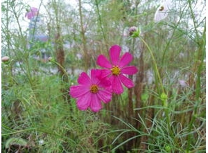 写花草对比的句子,描写花的对比50字？