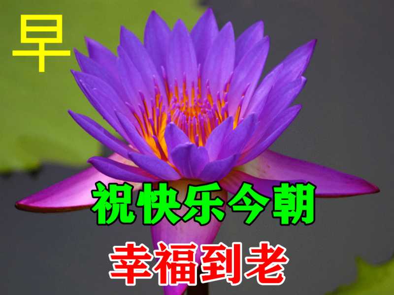 最新漂亮的春日早上好鲜花图片带字，免打字的问候语暖心早安短信