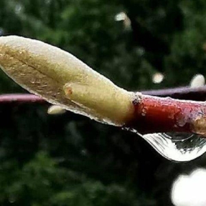 春雨催春芽（诗词十一首）