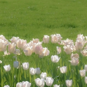 适合生日、节日的祝福语！