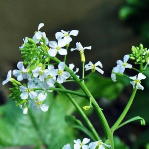 苔花如米小，无问西东，如牡丹开