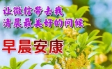 创意唯美友谊早安祝福，图文合一2024-02-02冬日晨光