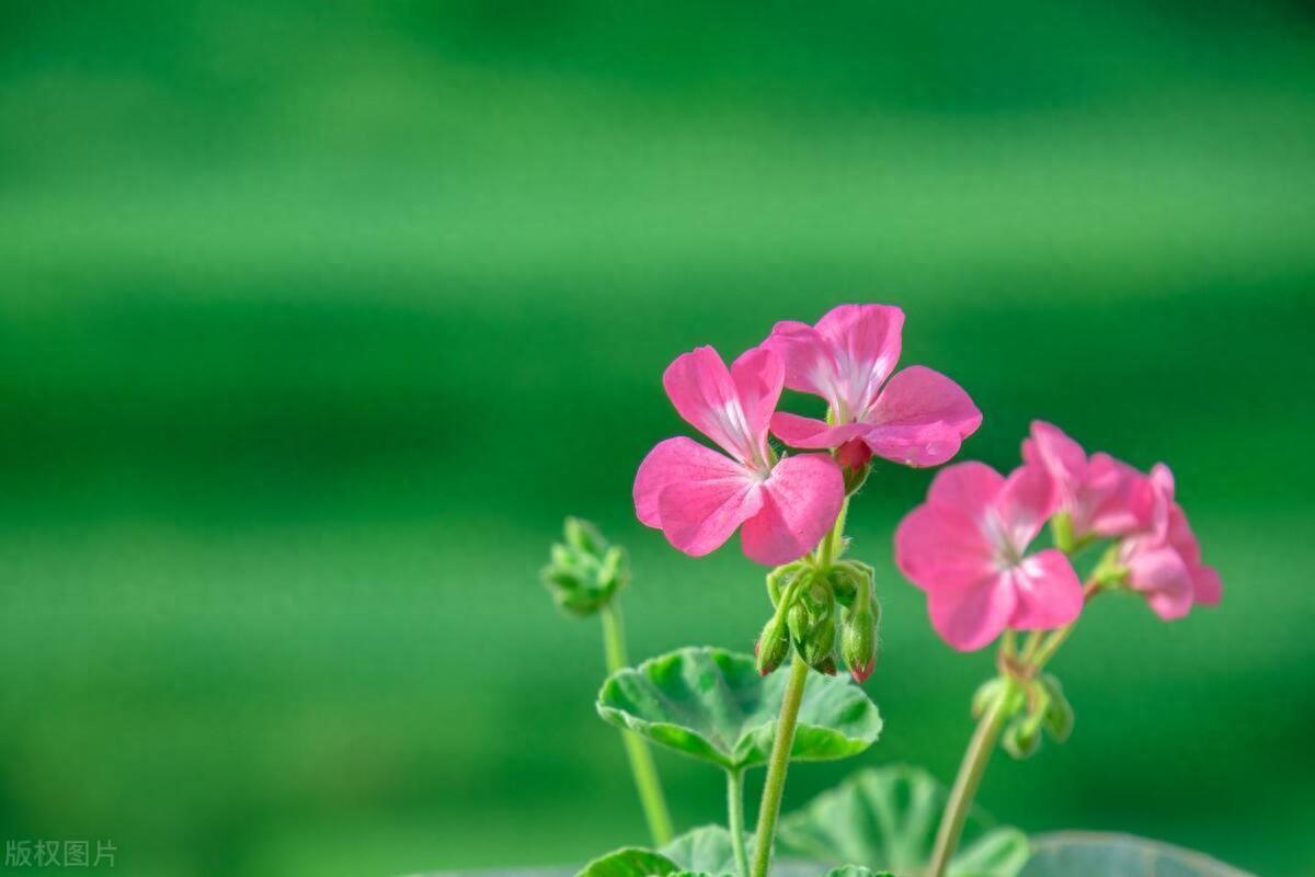 情感故事：陌上花开，归人缓缓归