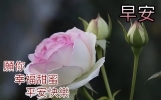 非常漂亮鲜花早上好群发祝福图片带字精选 早安祝福语短信