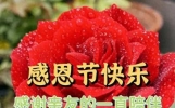 最新感恩节文案，感恩节早安祝福短句，祝你感恩节快乐